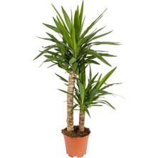 Bitkim Sende Yucca Bitkisi 2 Gövdeli Yuka Bitkisi Avize Çiçeği 80 100 cm Ev Bitkisi Salon Bitkisi 2liyuka