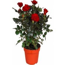 Bitkim Sende Kırmızı Renk Yediveren 1 Adet Saksılı 30-60Cm Red Rose