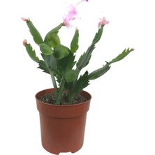 Bitkim Sende Açık Pmebe Yılbaşı Çiçeği 4 Adet Saksılı 15-25Cm