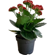 Bitkim Sende Kalanchoe - Kalanşo Çiçeği (Kırmızı Çiçekli)