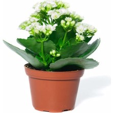 Bitkim Sende Beyaz Çiçekli Kalanşo ( Kalanchoe ) Çiçeği Ithal Büyük Boy