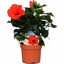 Bitkim Sende Japon Gülü Hibiscus Kırmızı Renk Çiçekli Kalın Yapraklı Ithal.