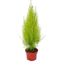 Bitkim Sende Cupressus Çamı Gold Creast Limoni Servi 30 40 cm