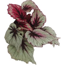 Bitkim Sende Begonia Rex Ithal 15-20 cm