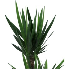 Bitkim Sende Yucca Bitkisi 2 Gövdeli Yuka Bitkisi Avize Çiçeği 80 100 cm Ev Bitkisi Salon Bitkisi 2liyuka