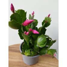 Bitkim Sende Schlumbergera Purple-Kaktüs-Yılbaşı Çiçeği Iç Mekan Bitkisi