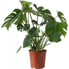 Bitkim Sende Deve Tabanı Ev Bitkisi 40-60 cm