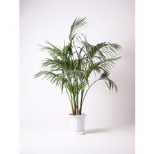 Bitkim Sende Areka Salon Palmiyesi Salon Palmiyesi 80-120 cm Areca Palm Salon Ofis Bitkisi