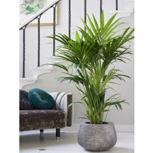 Bitkim Sende Areka Salon Palmiyesi Salon Palmiyesi 80-120 cm Areca Palm Salon Ofis Bitkisi