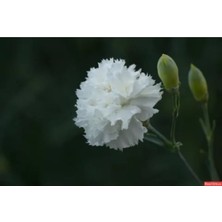 Bitkim Sende Beyaz Karanfil Çiçeği Fidanı Saksılı Kokulu 20cm-30cm