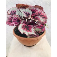 Bitkim Sende Begonia Rex - Kenarı Beyaz Benekli Yeşil Içi Bordo Renkli Begonya Ev Ofis Iç Mekan Bitkisi