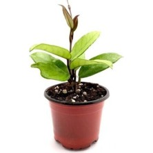Bitkim Sende Mum Çiçeği Hoya /kırmızı 10-15CM