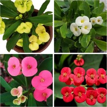 Bitkim Sende Dikenler Tacı Milli Euphorbia Set 4 Adet Kırmızı-Pembe-Beyaz-Sarı