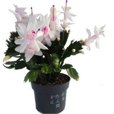 Bitkim Sende Yılbaşı Çiçeği,yılbaşı Kaktüsü,beyaz Renk 7.cm Saksıda