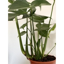Bitkim Sende Monstera Deliciosa Deve Tabanı Xl Büyük Boy 90 - 100 cm
