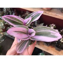 Bitkim Sende Tradescantia Nanouk Pembe Telgraf Çiçeği