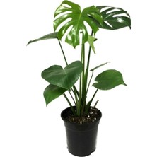 Bitkim Sende Monstera Deliciosa Deve Tabanı Bitkisi 40-50 cm Iç Mekan Bitkisi Ofis Bitkisi