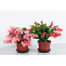 Bitkim Sende Schlumbergera - Yılbaşı Çiçeği 2 Adet