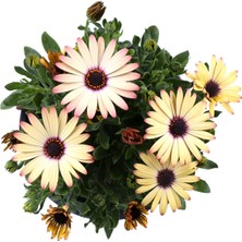 Bitkim Sende Bodrum Papatyası - Osteospermum - Saksı'da Canlı Çiçek - Sarı Renk
