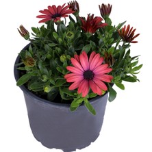 Bitkim Sende Bodrum Papatyası - Osteospermum - Saksı'da Canlı Çiçek - Kırmızı Renk