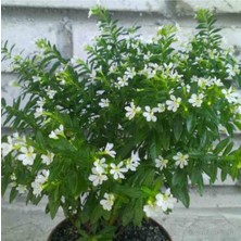 Bitkim Sende 4 Adet Beyaz Küfeya Çiçeği Fidanı 40 cm