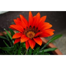 Bitkim Sende 10 Adet Kırmızı Gazanya Koyun Gözü Çiçeği Fidesi Fidanı