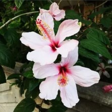 Bitkim Sende 3 Adet Beyaz Japon Gülü Çiçeği Fidanı 60 cm