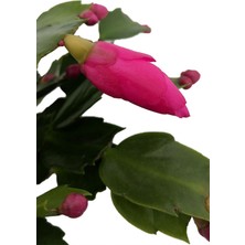 Bitkim Sende Yılbaşı Çiçeği