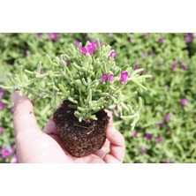 Bitkim Sende Acem Halısı - Mezarlık Kabir Çiçeği 35 Adet  Dış Mekan Süs Bitkisi Yer Örtücü