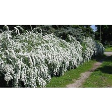 Bitkim Sende 3 Adet Beyaz Ispirya Çiçeği Fidanı 60 cm