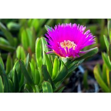 Bitkim Sende 30 Adet Kazayağı Çiçeği Fidanı Fideleri