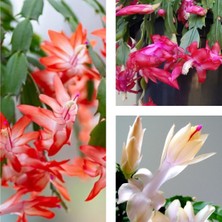 Bitkim Sende Yılbaşı Çiçeği 3 Adet 6,5 Mini Saksıda Üçlü 1.kalite Çiçekli Bodur Bitki