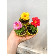 Bitkim Sende Mini Saksıda 2 Adet Katmerli Ipek Kedi Tırnağı Bitkisi Çiçekli