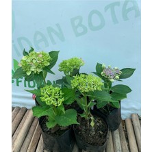 Bitkim Sende Ortanca Fidesi 1 Adet Karışık Renk  15-20Cm