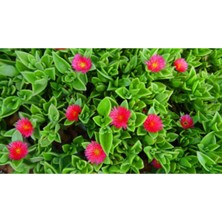 Bitkim Sende 10 Adet Buz Çiçeği Fidesi Fidanı