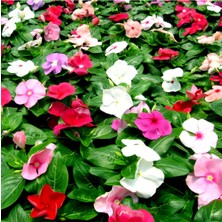 Bitkim Sende 10 Adet Rozet Çiçeği Fidesi Fidanı Karışık Renk