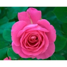 Bitkim Sende Pembe Renk Bulgar Gülü 1 ADET Saksılı 30-60cm