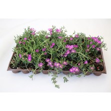 Bitkim Sende Mezarlık Üstüne Uygun - Mezem - Acem Halısı 40 Veya 45'li Viyol'de - Hobi ve Bahçe