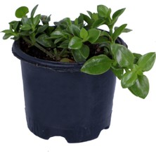 Bitkim Sende Buz Çiçeği,saksı'da Aptenia Cordifolia