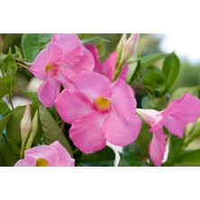 Bitkim Sende 3 Adet Pembe Mandavilla Sarmaşığı Çiçeği Fidanı 60 cm