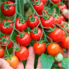 Bitkim Sende 10 Adet Karışık Fide Seti (Patlıcan-Çeri Domates-Sırık Domates-Salatalık-Reyhan)