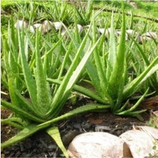 Bitkim Sende  Bol Yavrulu Aloe Vera Çiçeği Bitkisi (Cilt Için Uygun) Sırrısabır Bitkisi