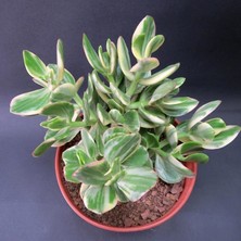 Bitkim Sende Serada Decor Plant Crassula Ovata Variegata(Para Ağacı) Jade Plant