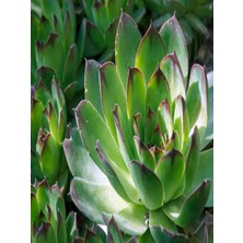 Bitkim Sende 2'li Set Crassula Portulacaria Afra Succulent Sempervivum Sukulent Dolgun Formlu