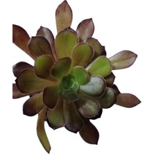 Bitkim Sende Aeonium Arboreum Var. Atropurpureum Sukulent Bitki