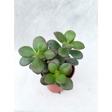 Bitkim Sende Crassula Ovata Sukulent Para Ağacı Şans Bitkisi 5.5 cm Saksıda