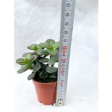 Bitkim Sende Crassula Ovata Sukulent Para Ağacı Şans Bitkisi 5.5 cm Saksıda