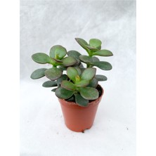 Bitkim Sende Crassula Ovata Sukulent Para Ağacı Şans Bitkisi 5.5 cm Saksıda