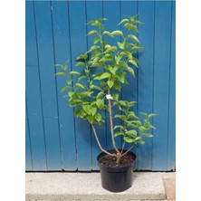 Bitkim Sende Leylak Fidanı (Syringa Chinensis) 40-50 cm Bahar Çiçeği
