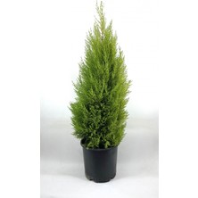 Bitkim Sende Limon Çamı Kokulu Limoni Selvi  50-70 cm